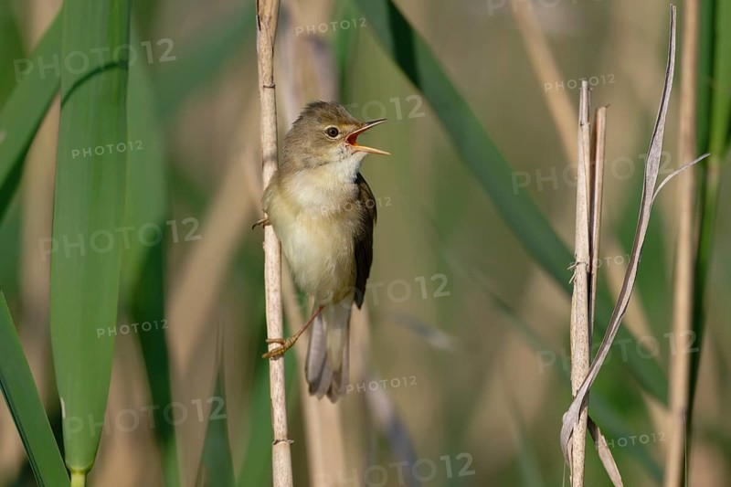Marsh Warbler (Acrocephalus palustris) singing, Saxony, Germany