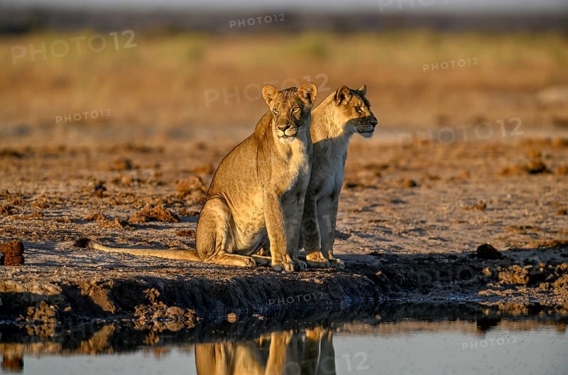 Two lionesses (Panthera leo) in the morning light at the Nxai Pan waterhole, Nxai Pan National Park, near Gweta, Central District, Botswana