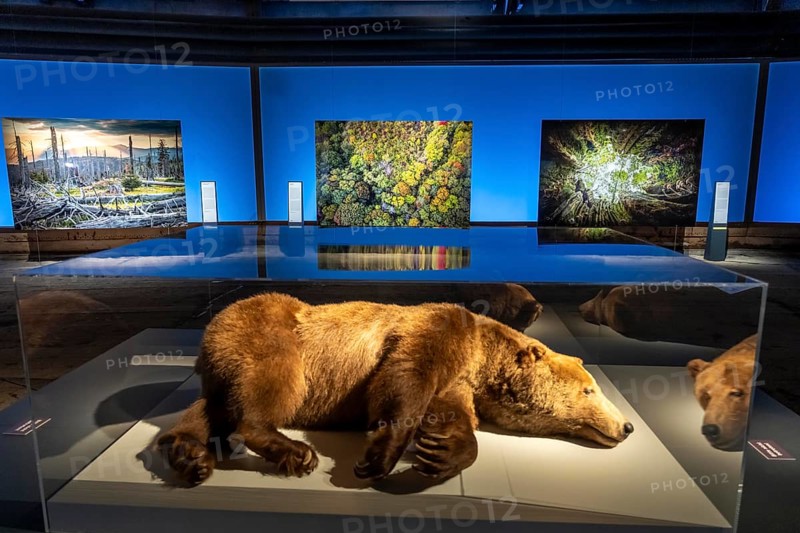 New exhibition at Gasometer Oberhausen, Mythos Wald, on 3 levels and with several thematic chapters, the exhibition shows the diversity of the world's forests with pictures, videos and exhibits, North Rhine-Westphalia, Germany