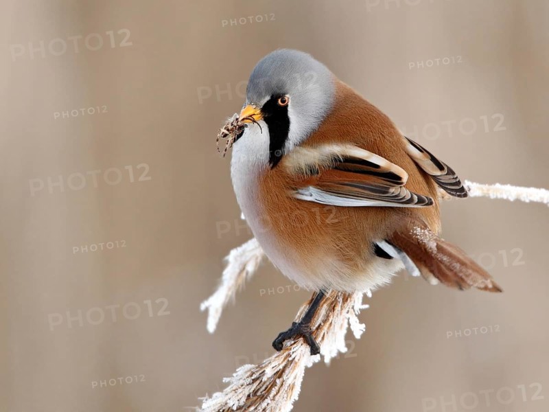 Bearded Reedling (Panurus biarmicus) male, Saxony, Germany