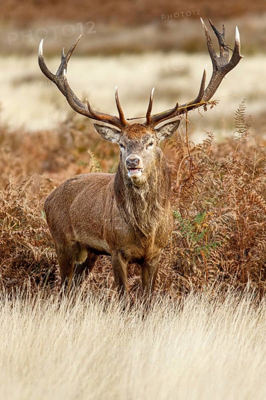 Red Deer (Cervus elaphus), stag during the rut, England, UK