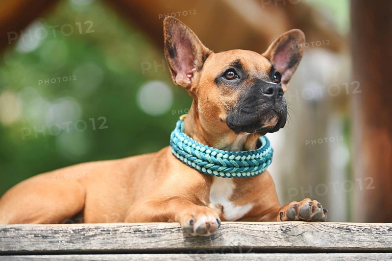 Brown French Bulldog mix with long nose wearing teal blue paracord collar