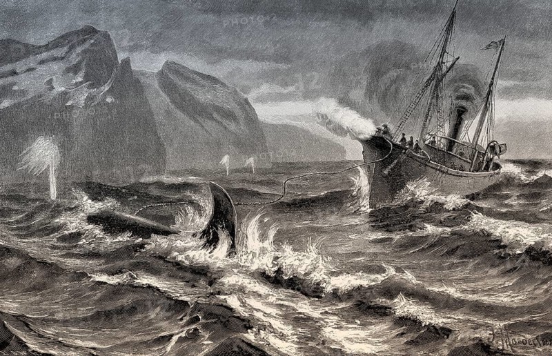 Whaling at the Siberian coast with a harpoon fired from a cannon, 19th century