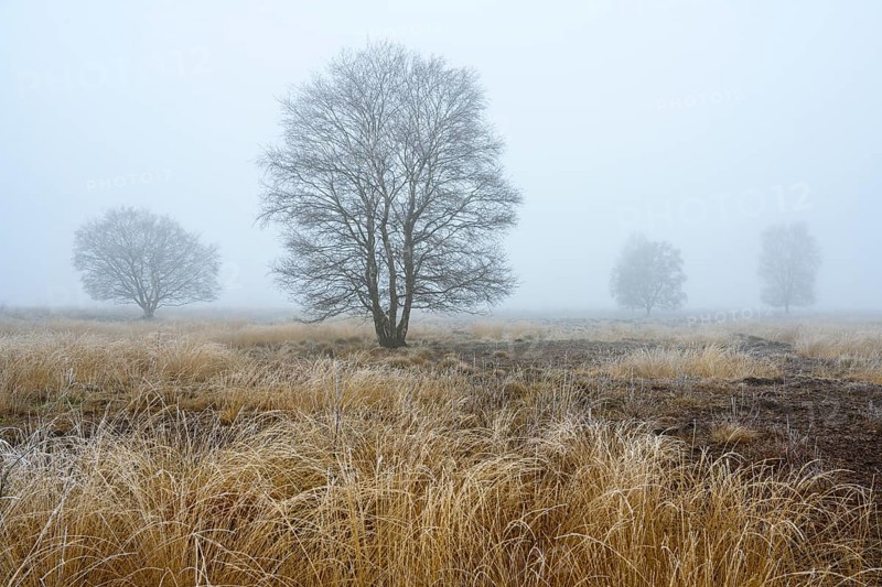 Birches in winter Rehdener Geestmoor in fog, Diepholzer Moorniederung, Rehden, Lower Saxony, Germany