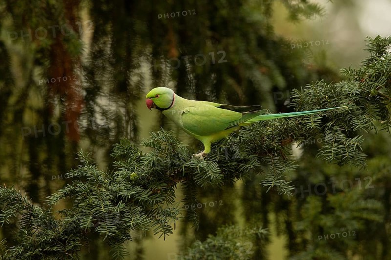 Rose-ringed Parakeet (Psittacula krameri) male perched in European yew (Taxus baccata) tree, Hesse, Germany