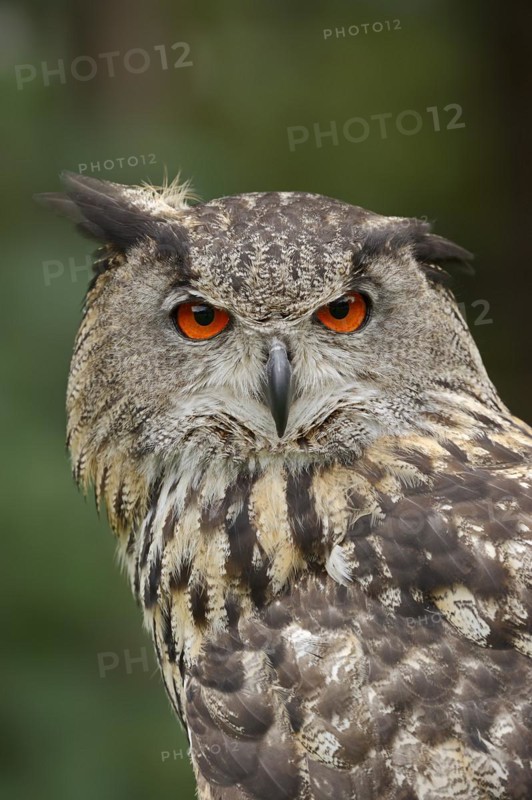 Eurasian eagle-owl (Bubo bubo), portrait, captive, North Rhine-Westphalia, Germany