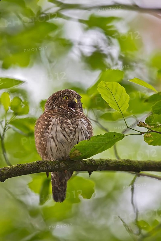 Eurasian Pygmy Owl (Glaucidium passerinum), Bavaria, Germany