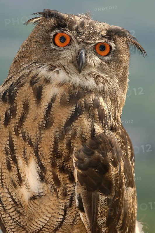 Eurasian Eagle-Owl (Bubo bubo), South Tyrol, Italy