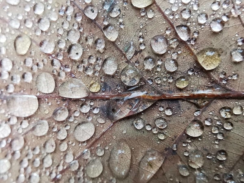 Detailed close-up view of water droplets on a leaf surface, Frankenwald nature park Park