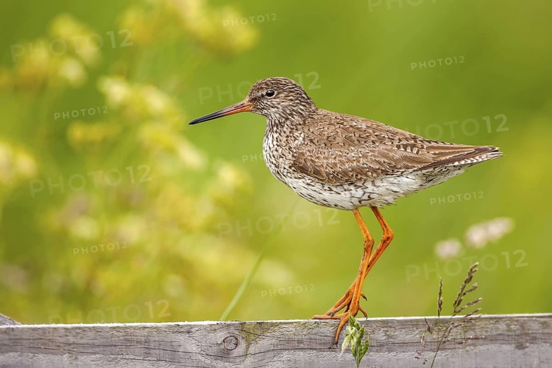 Common Redshank (Tringa totanus), Texel, Netherlands