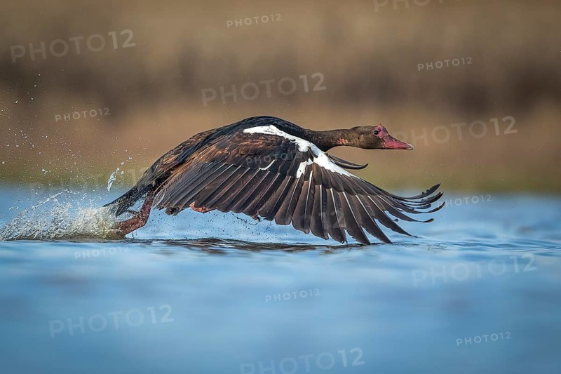 Spur-winged Goose (Plectropterus gambensis) flying, Gauteng, South Africa