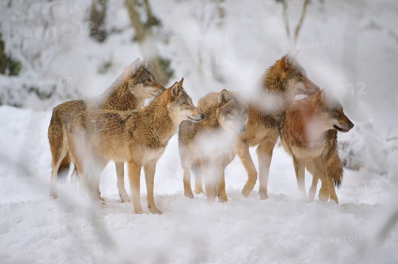 Five wolves standing in a snowy forest, their posture tense and alert, Winter, Wolf (Canis lupus), Germany