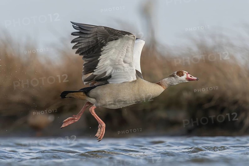 Egyptian Goose (Alopochen aegyptiaca) taking flight, Schleswig-Holstein, Germany