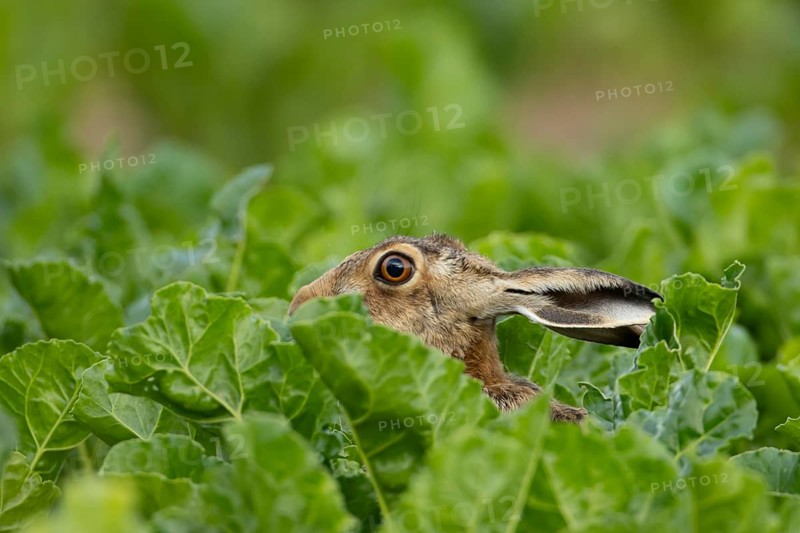 European brown hare (Lepus europaeus) adult animal in a sugar beet crop farmland field in summer, England, United Kingdom
