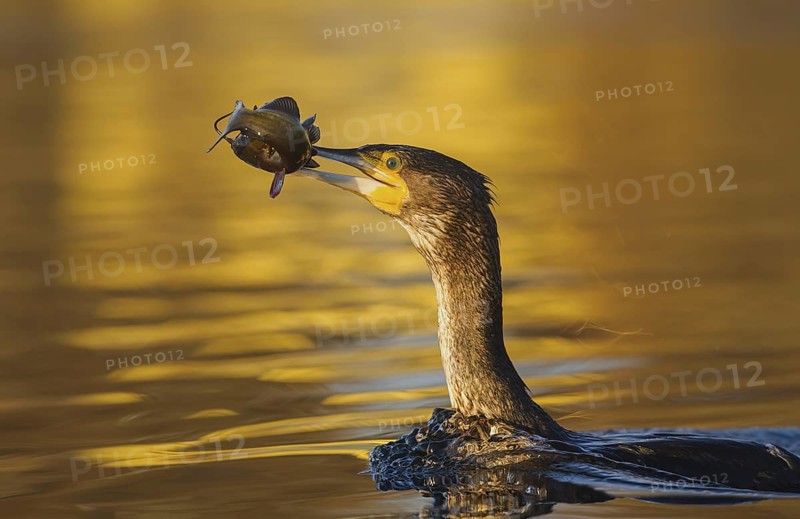 Great Cormorant (Phalacrocorax carbo) with Black bullhead (Ameiurus melas) prey in beak, Piedmont, Italy