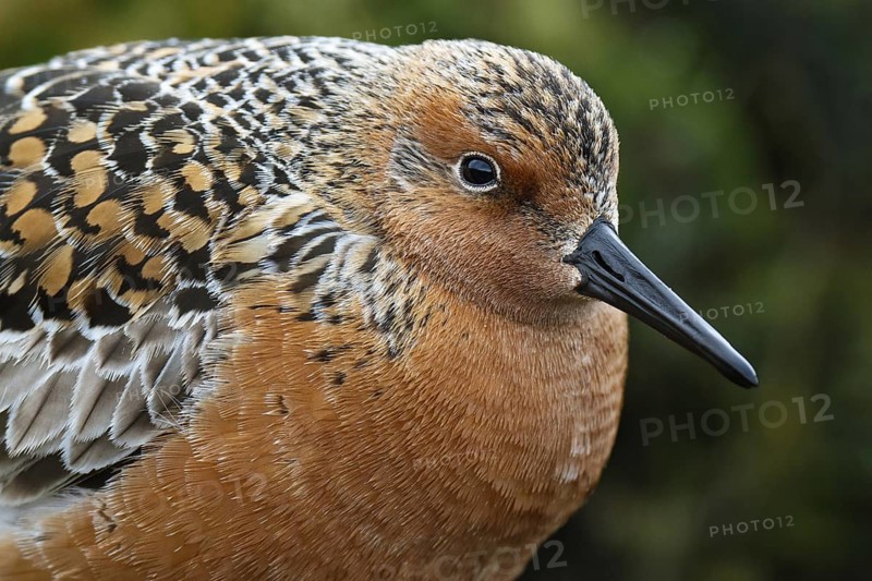Red Knot (Calidris canutus), Asturias, Spain