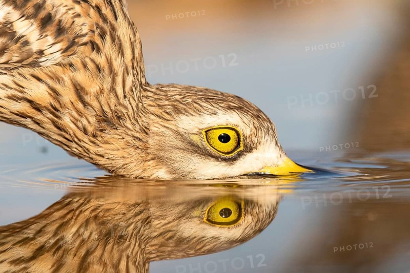 Eurasian Stone-curlew (Burhinus oedicnemus) drinking, Castile-La Mancha, Spain