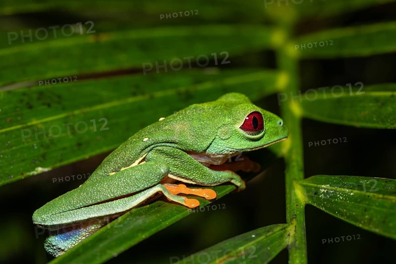 Macro shot of a Red-Eyed Tree Frog (Agalychnis callidryas) resting on a leaf. Vibrant colors show its natural habitat in the Costa Rican rainforest