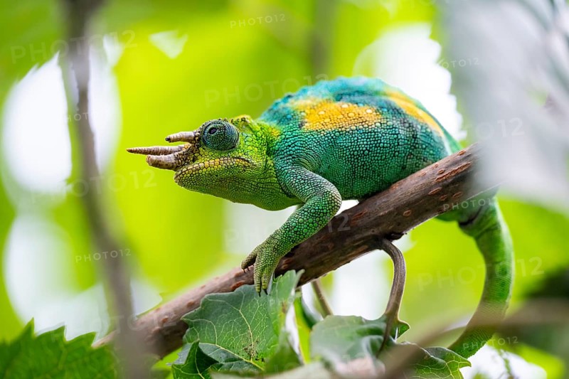 Three-horned chameleon (Trioceros jacksonii), male, between leaves on a branch, Bwindi Impenetrable Forest National Park, Uganda