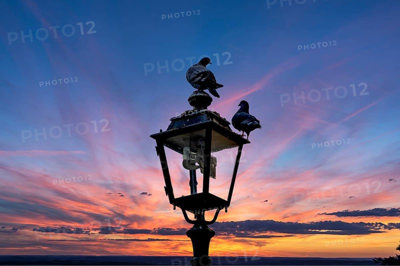 Two pigeons (Columbidae) on a lantern at sunset, Franconia, Bavaria, Germany
