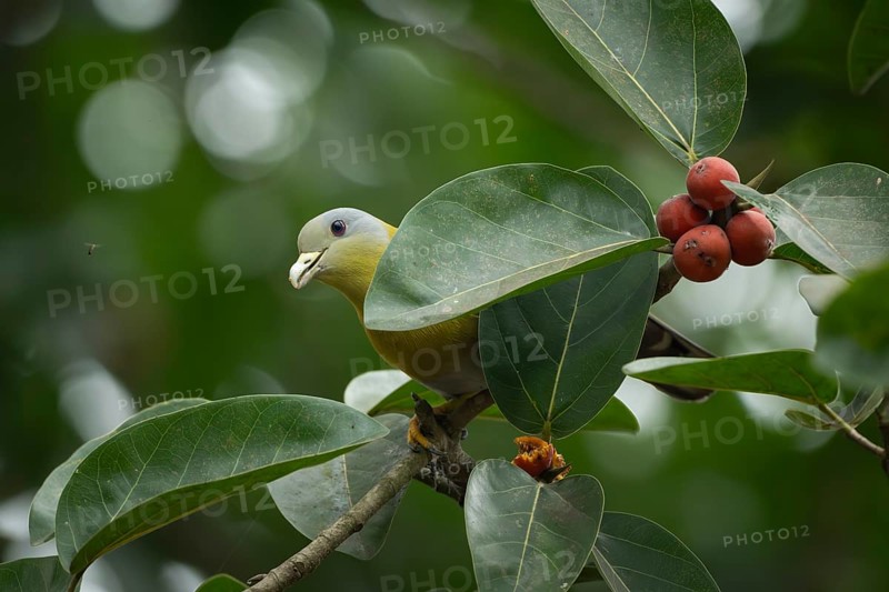 Yellow-footed green pigeon (Treron phoenicopterus) in a banyan tree, Sreepur, Gazipur, bangladesh