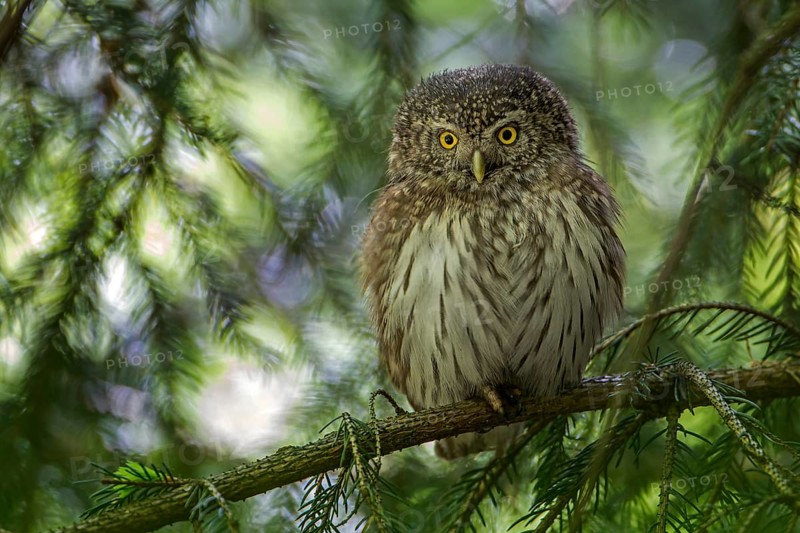 Eurasian Pygmy Owl (Glaucidium passerinum), Saxony, Germany