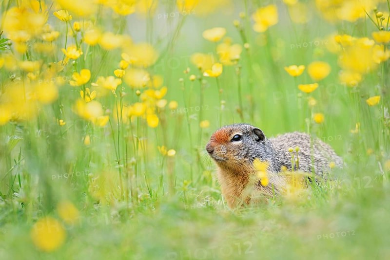 Columbia ground squirrel (Urocitellus columbianus, Spermophilus columbianus) in a flower meadow, Yoho National Park, British Columbia, Canada