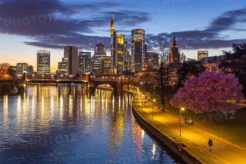 The ornamental cherries on the banks of the Main are blooming in front of Frankfurt's banking skyline, Frankfurt am Main, Hesse, Germany