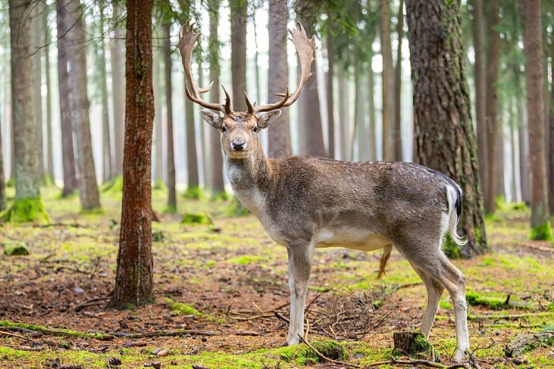 European fallow deer (Dama dama) buck in a forest in autumn, Bavaria, Germany