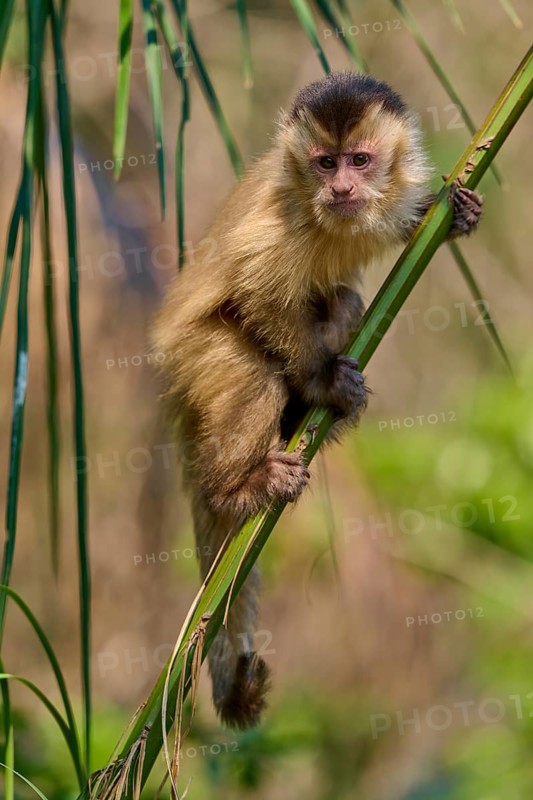 A capuchin monkey climbs energetically on a bamboo in the wild, Capuchin monkey (Sapajus apella), Pantanal, Mato Grosso, Brazil