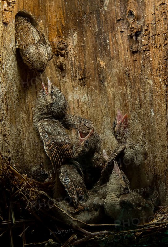 Eurasian Wryneck (Jynx torquilla) feeding chicks in nesting box, Saxony, Germany