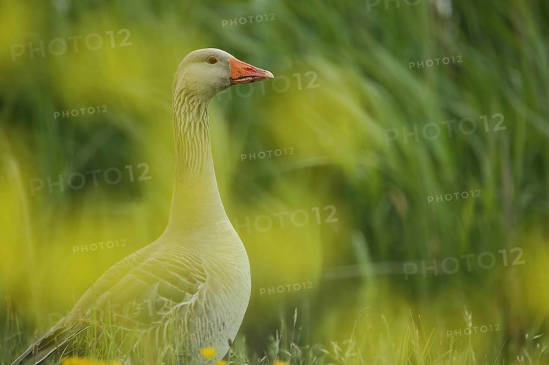 Portrait of grey goose (Anser anser) blurred with yellow spots due to depth of field, Texel, North Holland, Netherlands
