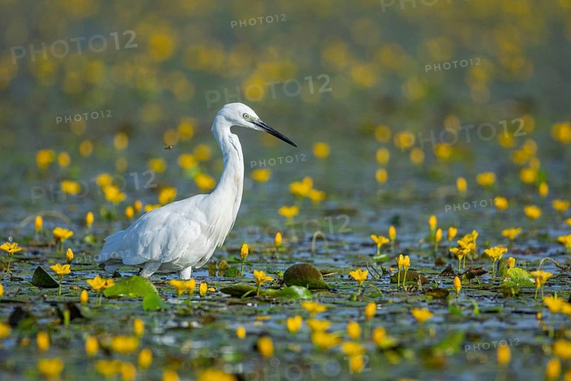 Little Egret (Egretta garzetta) Hungary