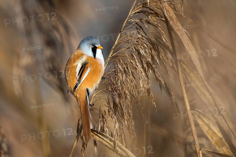 Bearded tit sitting on reed stalk, (Panurus biarmicus), Federsee lake, Baden-Württemberg, Federal Republic of Germany