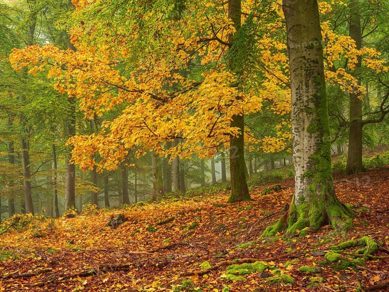 Old beech forest (fagus) in autumn near fog, a sycamore maple in full autumn colour, Kellerwald-Edersee National Park, Hesse, Germany