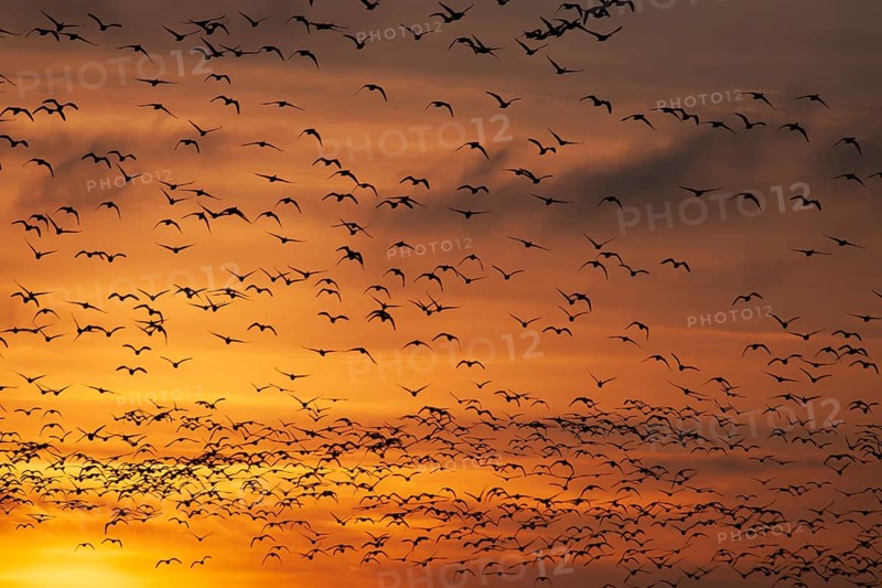 Pink-footed goose (Anser brachyrhynchus) adult geese birds in flight in a large flock or skein silhouette at sunset in winter, Norfolk, England, United Kingdom