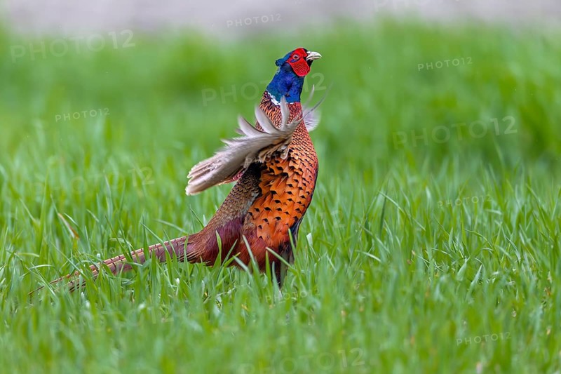The powerful wing beats of mating pheasant cocks (Phasianus colchicus) often lift them off the ground at the end of the mating ritual, mating season, mating dress, mating season, mating ritual, April, Germany