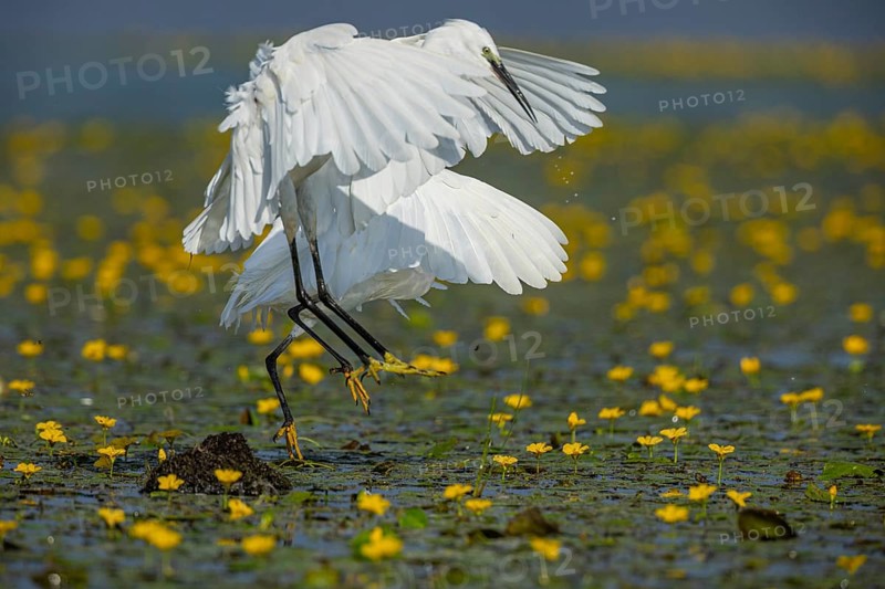 Little Egret (Egretta garzetta) in the midst of flowering echidnas Hungary