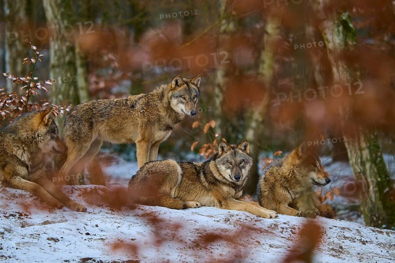 A pack of wolves resting in the winter forest, surrounded by autumn leaves, Winter, Wolf (Canis lupus), Germany