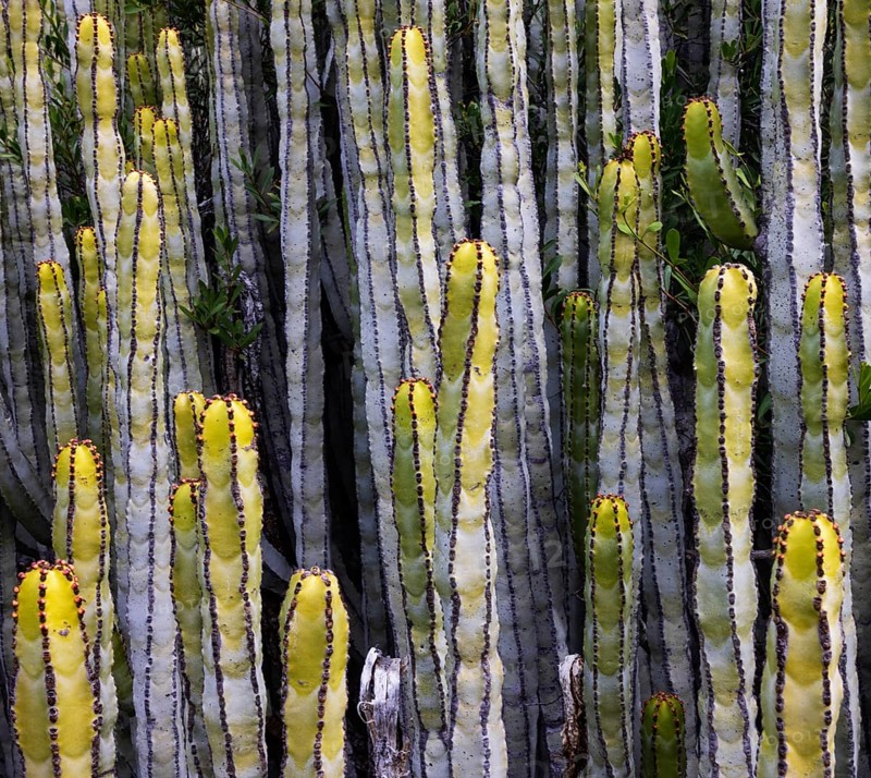 Canary Milkweed, Euphorbia canariensis, Tenerife, Canary Islands, Spain
