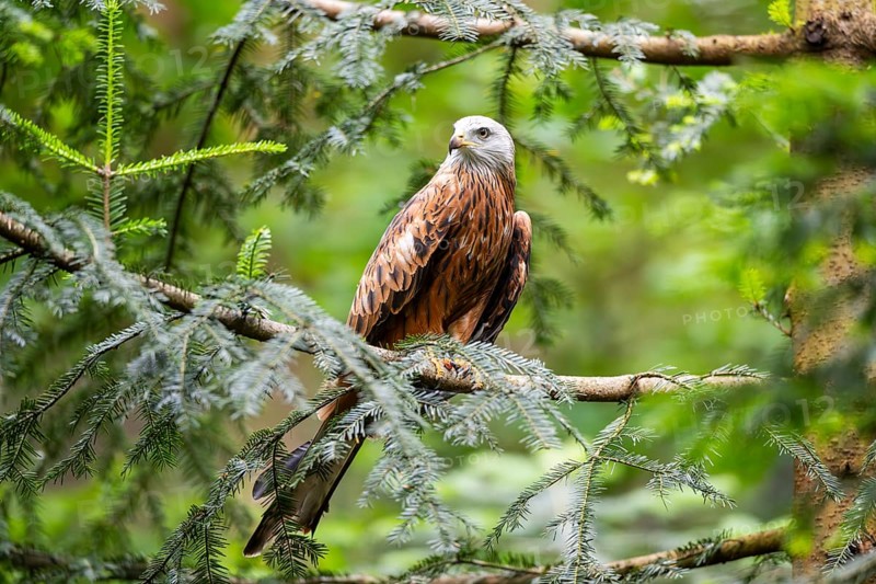 Red kite (Milvus milvus) sitting on a branch, Bavaria, Germany