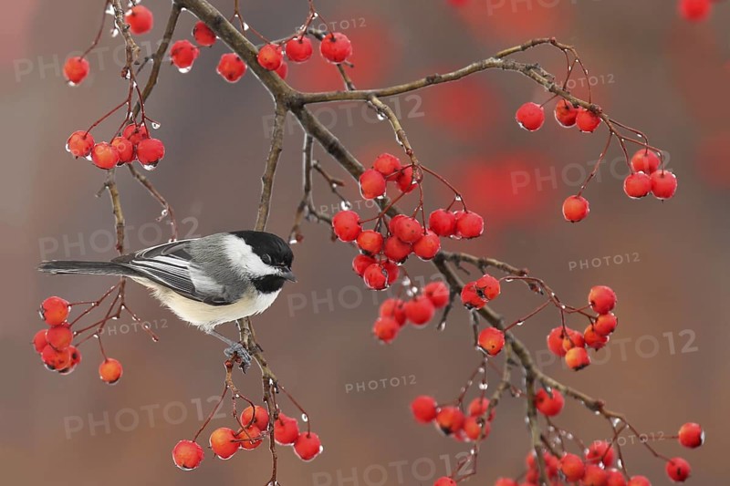 Black-capped Chickadee (Poecile atricapillus), Ohio, USA