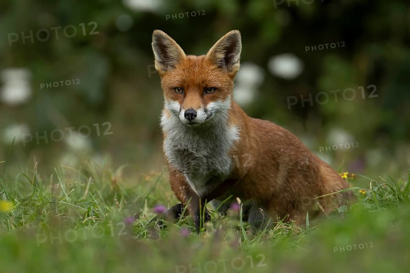 Red fox (Vulpes vulpes) adult animal in countryside grassland in summer, England, United Kingdom