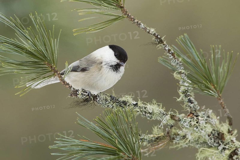 Willow Tit (Poecile montanus), Iceland