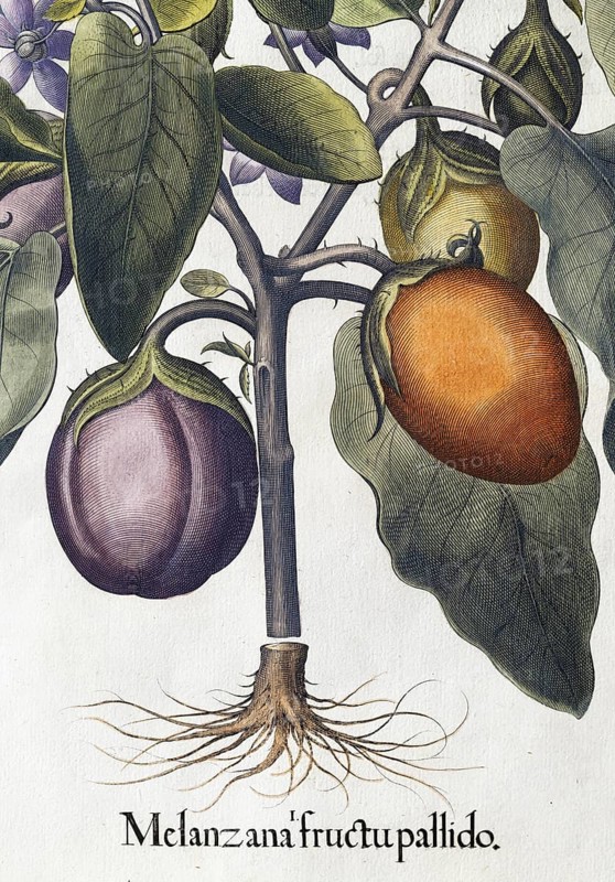 Aubergine (Solanum melongena) or egg plant, hand-coloured copperplate engraving by Basilius Besler, from Hortus Eystettensis, 1613