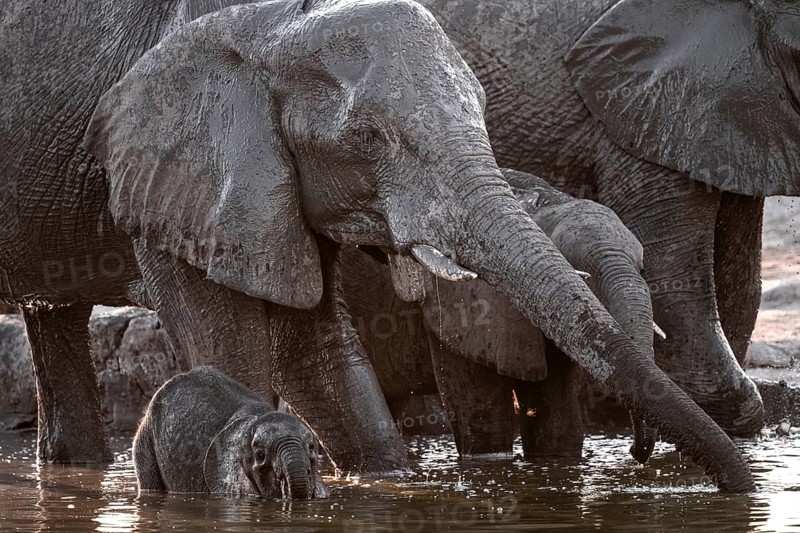 Herd of elephants, African elephant (Loxodonta africana) with young at the waterhole, sunset, Savuti, Chobe National Park, Botswana