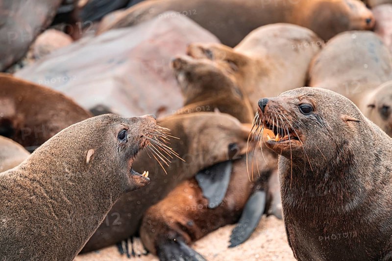Male fur seals fighting for territory, Cape fur seal (Arctocephalus pusillus), Cape Cross, Atlantic coast, Namibia