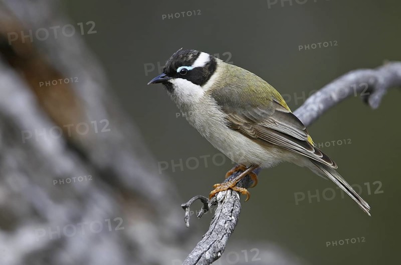 Black-chinned Honeyeater (Melithreptus gularis), Victoria, Australia