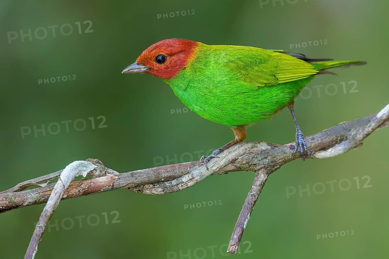 Bay-headed Tanager (Tangara gyrola) perched on a branch in Colombia, South America