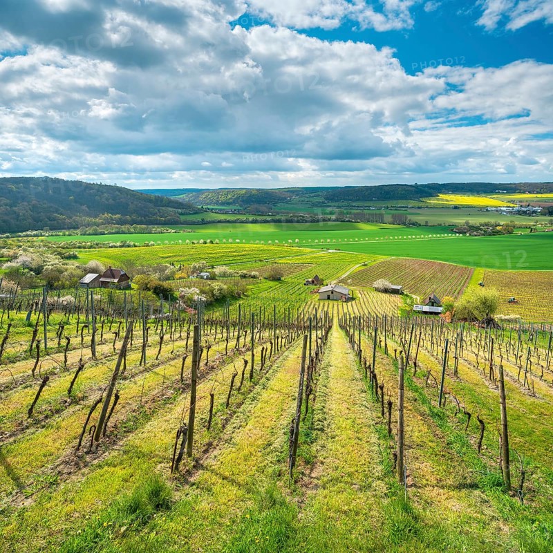 View over vineyard into the Unstrut valley, blue sky with dramatic clouds in spring, near Laucha (Unstrut), Burgenlandkreis, Saxony-Anhalt, Germany